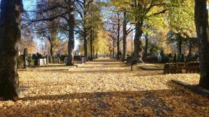 linköping trädfällning