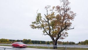trädfällning uppsala